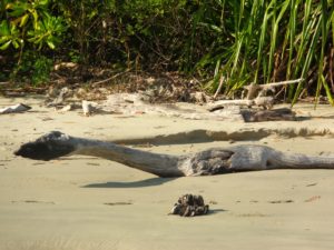 Sholbay 19 beach bambooflat Andaman